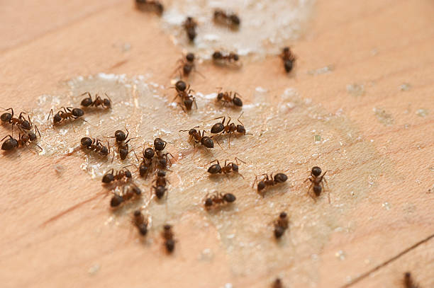 Best Commercial Pest Control Services  in Stuart, IA