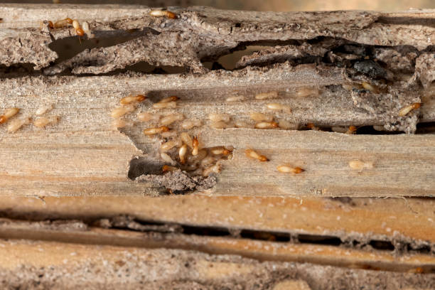 Best Wildlife Control Services  in Stuart, IA